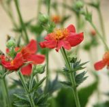 Geum quellyon