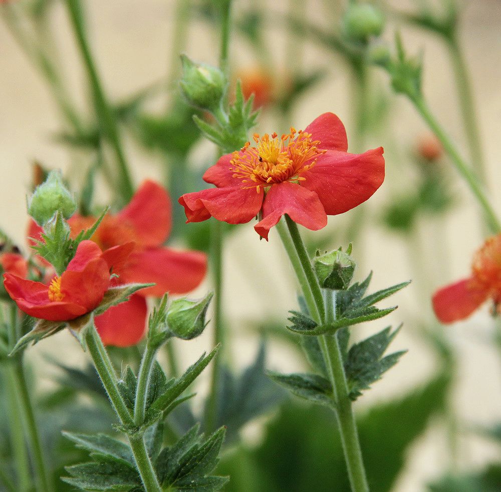 Изображение особи Geum quellyon.