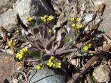 Draba nemorosa