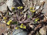 Draba nemorosa. Растение с цветками и бутонами. Магаданская обл., Ольский р-н, окр. пгт Ола, на насыпи дамбы. 07.06.2017.