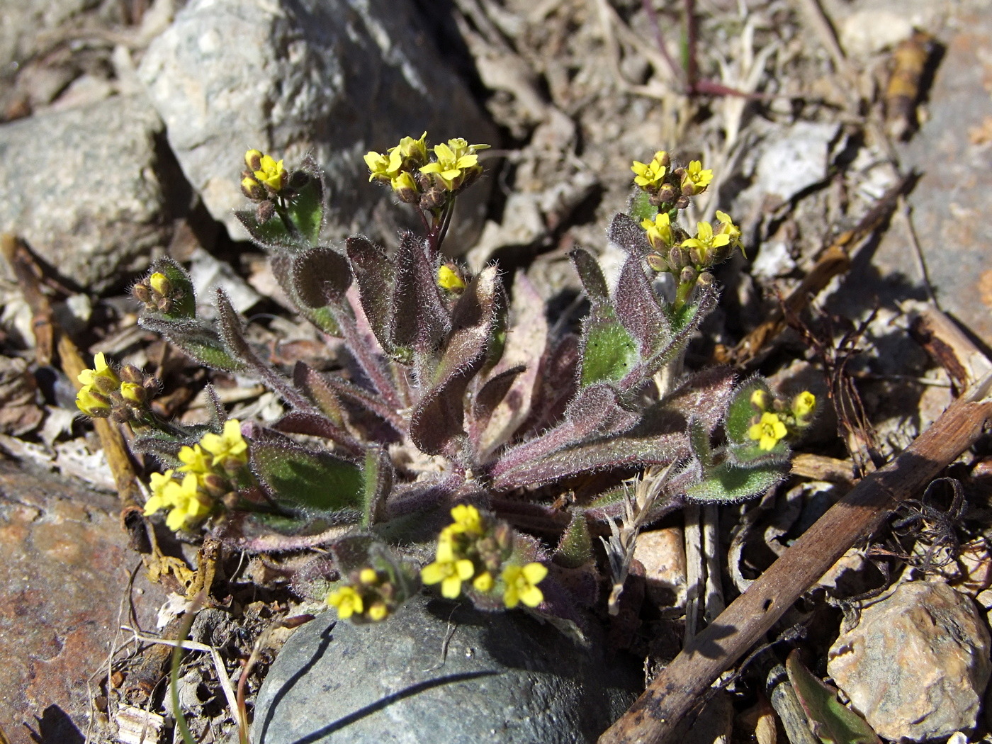 Image of Draba nemorosa specimen.