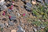 Oxytropis lehmannii