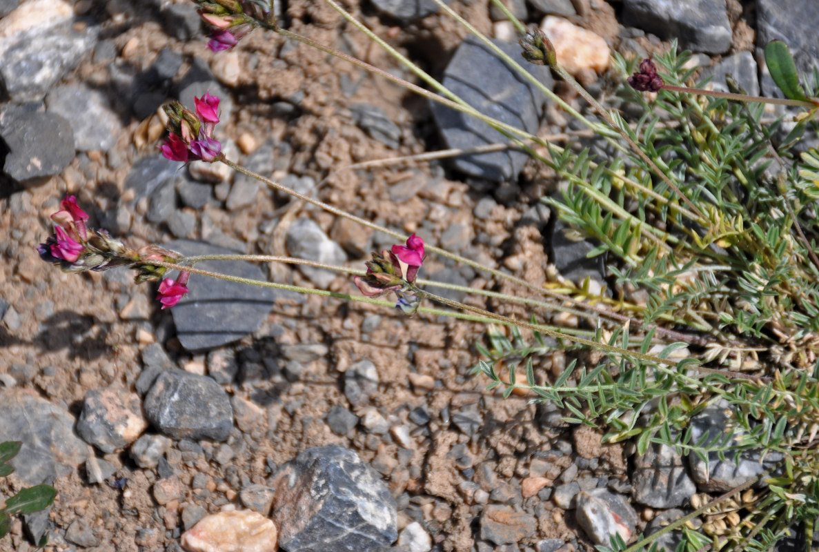 Изображение особи Oxytropis lehmannii.