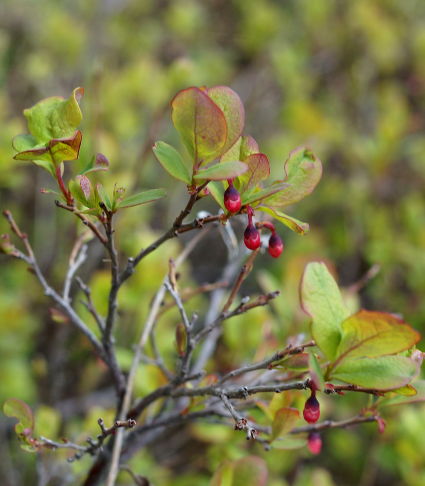 Изображение особи Vaccinium uliginosum.