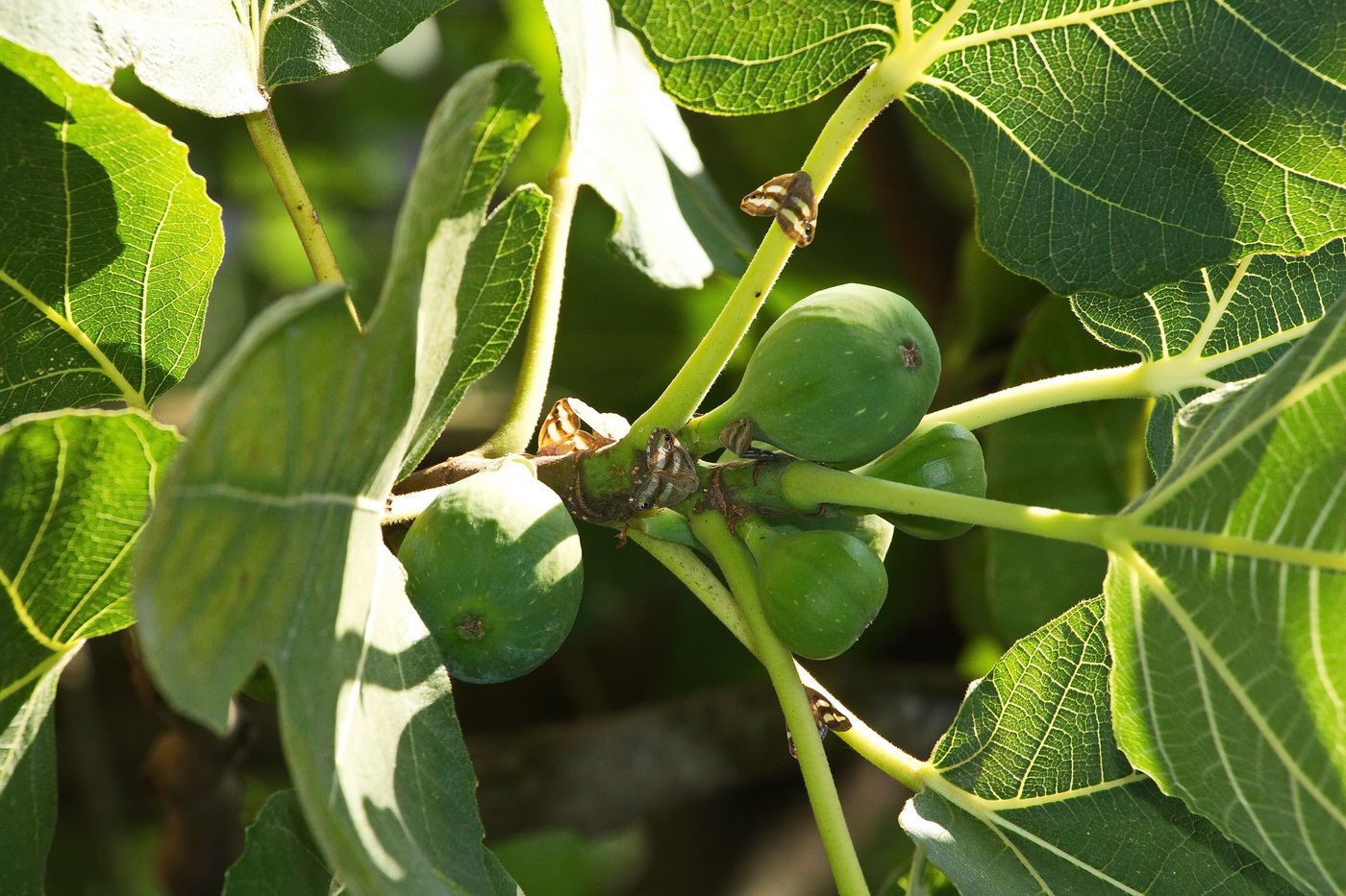 Изображение особи Ficus carica.