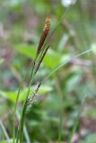 Carex cuspidata. Верхушка цветущего растения. Грузия, край Рача-Лечхуми и Нижняя Сванетия, Амбролаурский муниципалитет, окр. с. Зеда-Гвардиа, дол. р. Шарола, выс. 610 м н.у.м., лиственный лес, обочина грунтовой дороги. 07.05.2017.