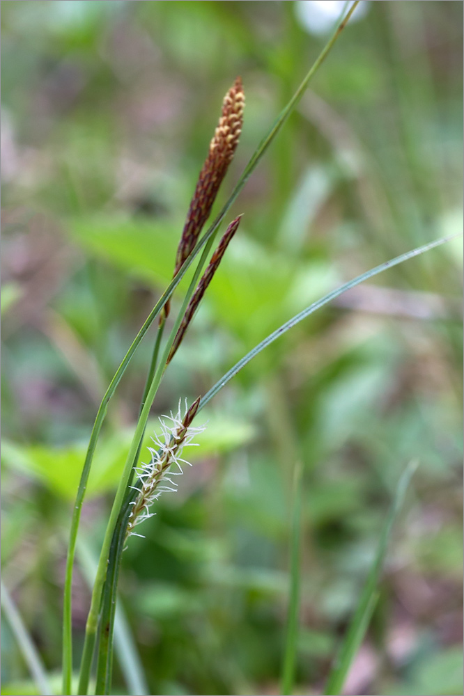 Изображение особи Carex cuspidata.