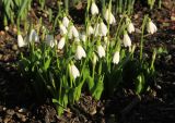 Galanthus woronowii