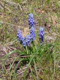 Muscari armeniacum