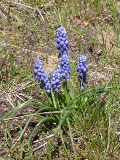 Image of Muscari armeniacum specimen.