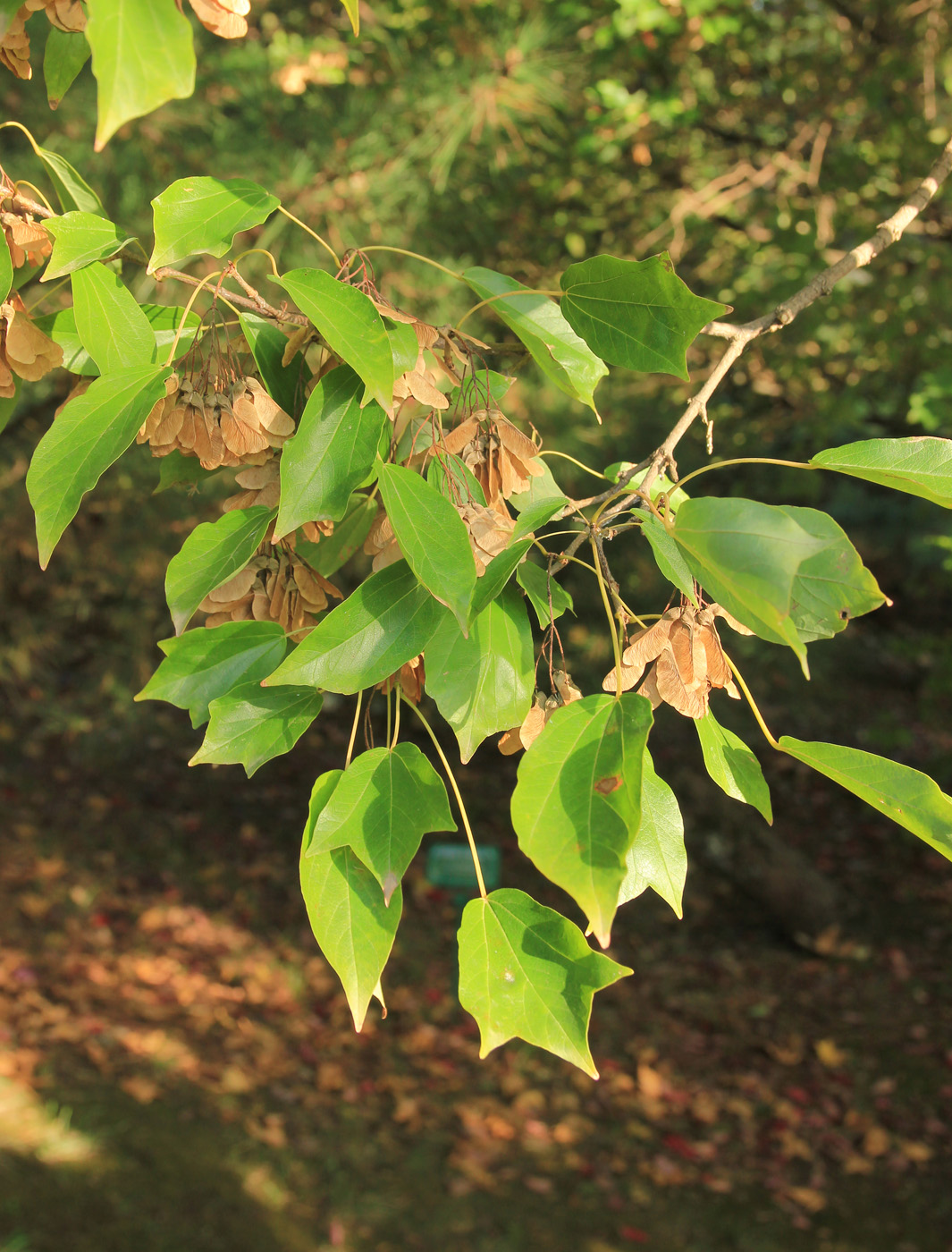 Изображение особи Acer buergerianum.