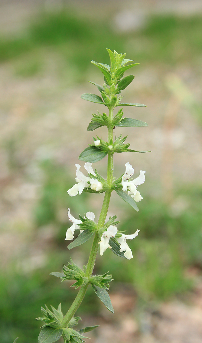 Image of Stachys annua specimen.