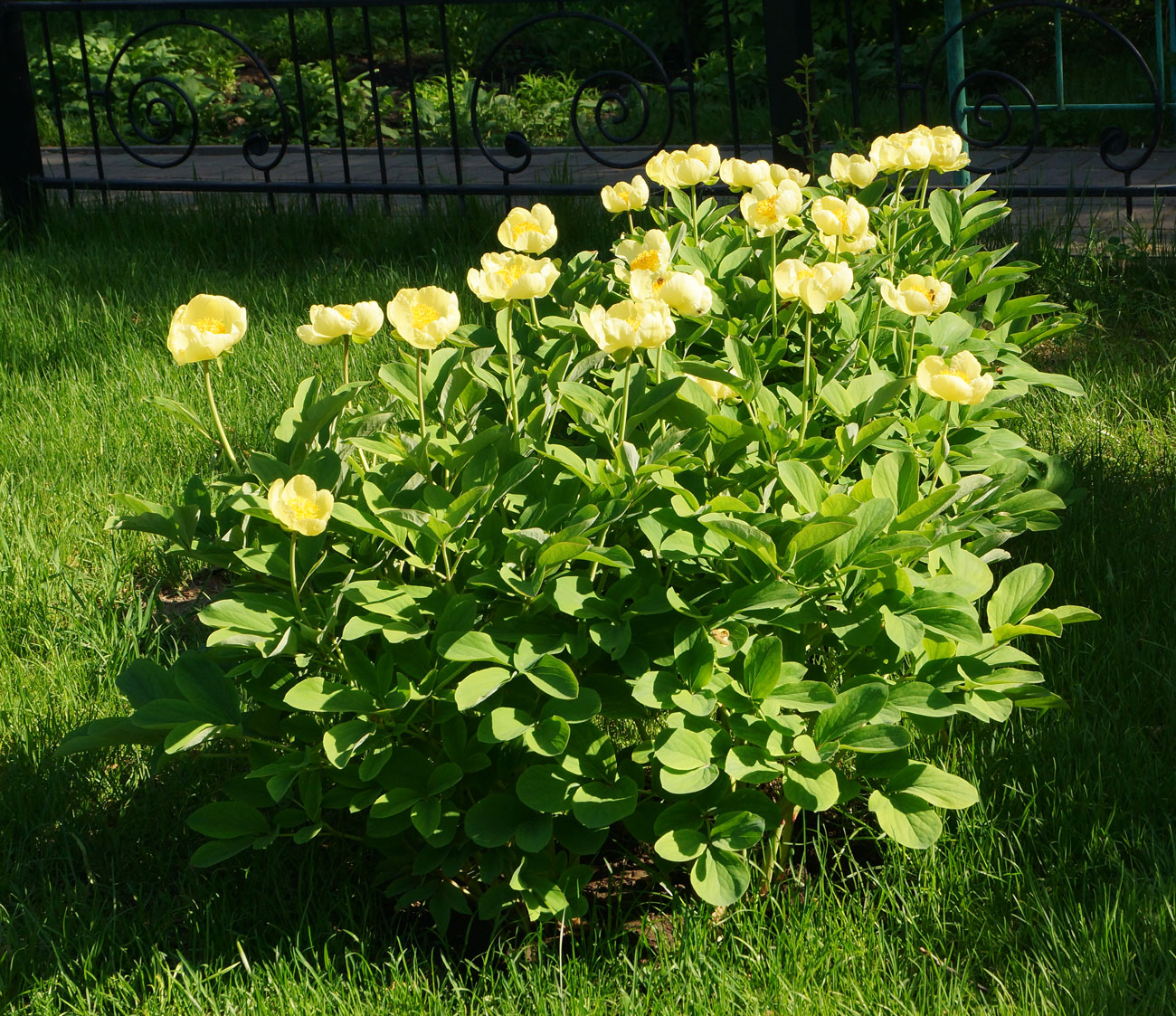 Изображение особи Paeonia mlokosewitschii.