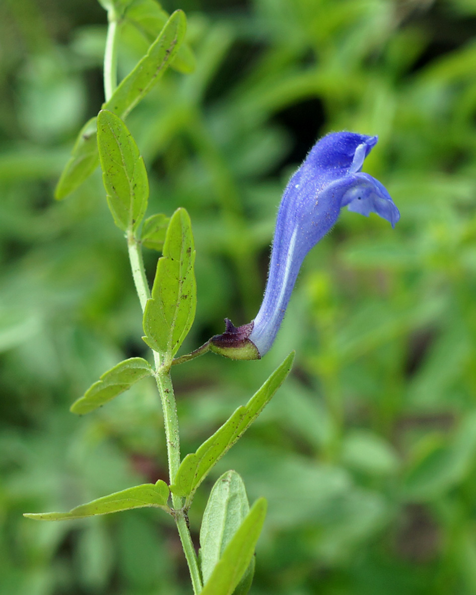 Изображение особи Scutellaria scordiifolia.