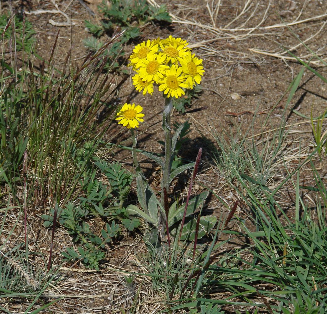 Image of Tephroseris integrifolia specimen.