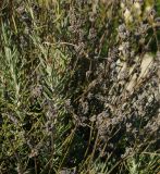 Lavandula angustifolia. Части плодоносящих побегов. Восточный Казахстан, г. Усть-Каменогорск, Архитектурно-ландшафтный музей-заповедник, в культуре. 10.10.2017.