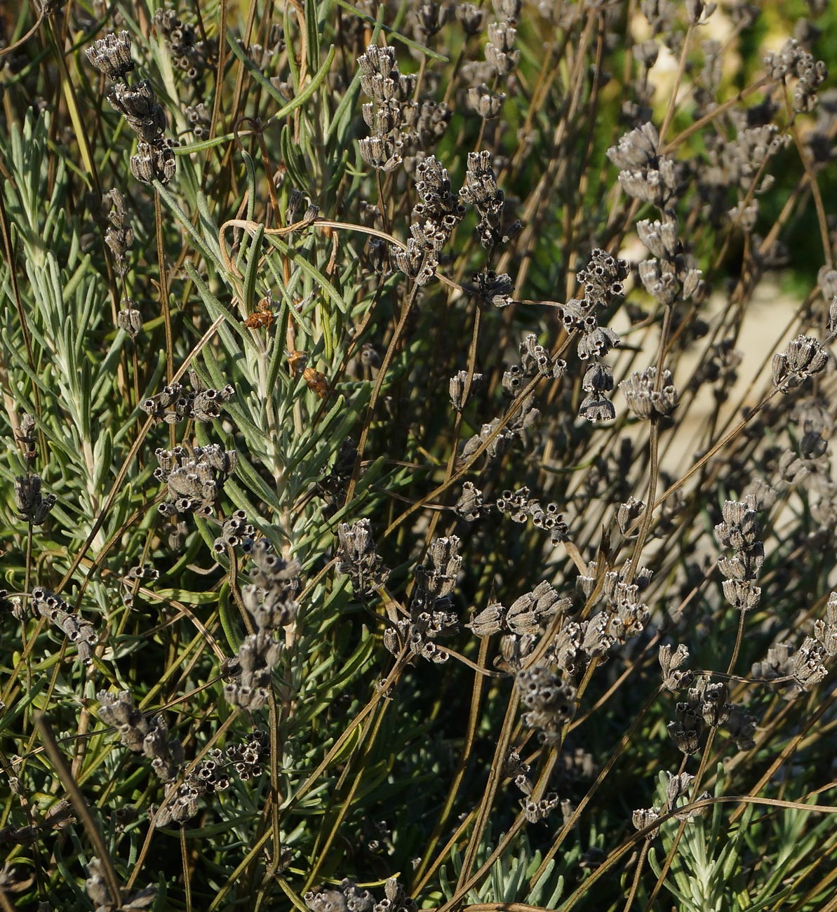 Image of Lavandula angustifolia specimen.