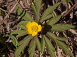 Anemone ranunculoides. Верхушка цветущего растения, прихваченного ночным заморозком. Башкортостан, Белорецкий р-н, долина р. Зилим ниже дер. Бакеево, низкий правый берег. 7 мая 2017 г.