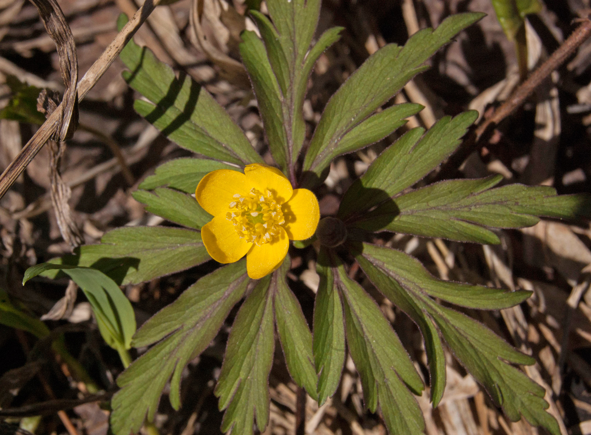 Изображение особи Anemone ranunculoides.