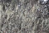 род Usnea. Талломы на ветвях дерева. Китай, Юньнань, национальный парк Пудацо (Potatso National Park), 22 км от г. Шангри-Ла, южный берег оз. Шуду, ≈ 3400 м н.у.м. 29 октября 2016 г.