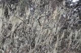 род Usnea. Талломы на ветвях дерева. Китай, Юньнань, национальный парк Пудацо (Potatso National Park), 22 км от г. Шангри-Ла, южный берег оз. Шуду, ≈ 3400 м н.у.м. 29 октября 2016 г.