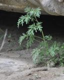 Artemisia absinthium