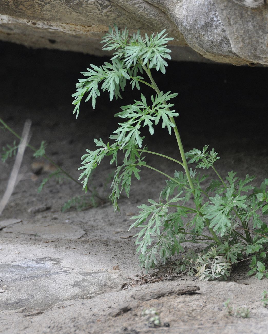 Изображение особи Artemisia absinthium.