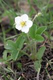 Fragaria campestris