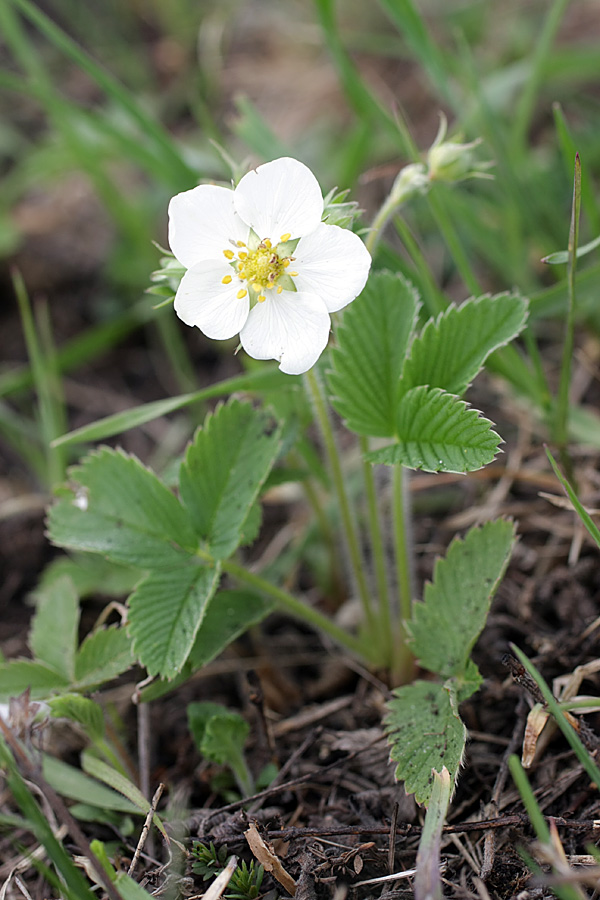 Изображение особи Fragaria campestris.