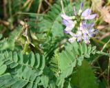 Astragalus alpinus