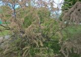 genus Tamarix. Отцветающий кустарник. Краснодарский край, г. Тихорецк. 10.05.2018.