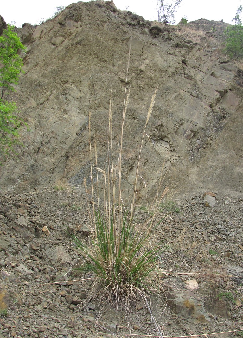Image of Erianthus ravennae specimen.