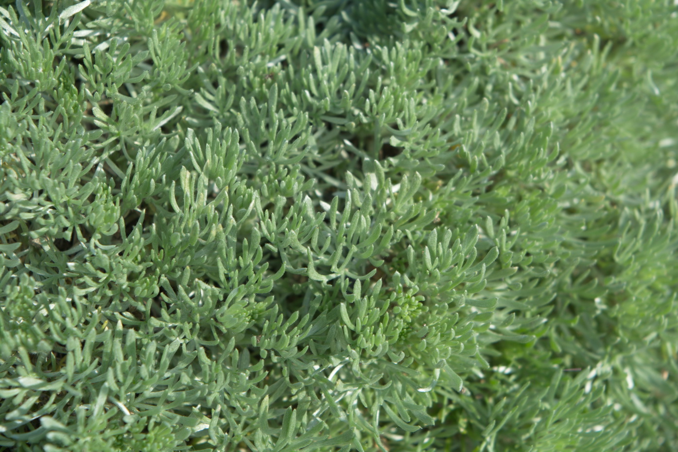 Image of Artemisia caucasica specimen.