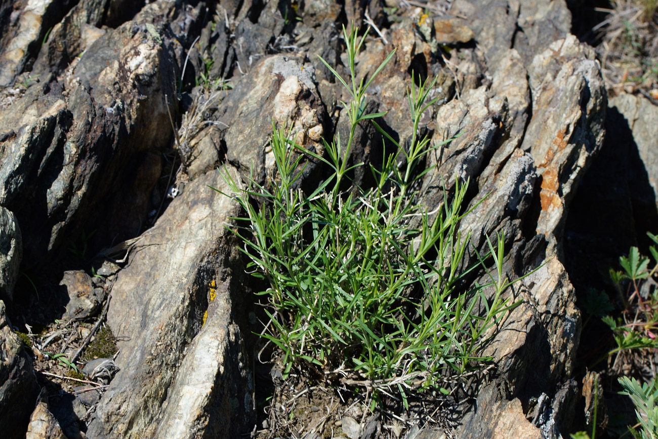 Изображение особи Silene alexandrae.