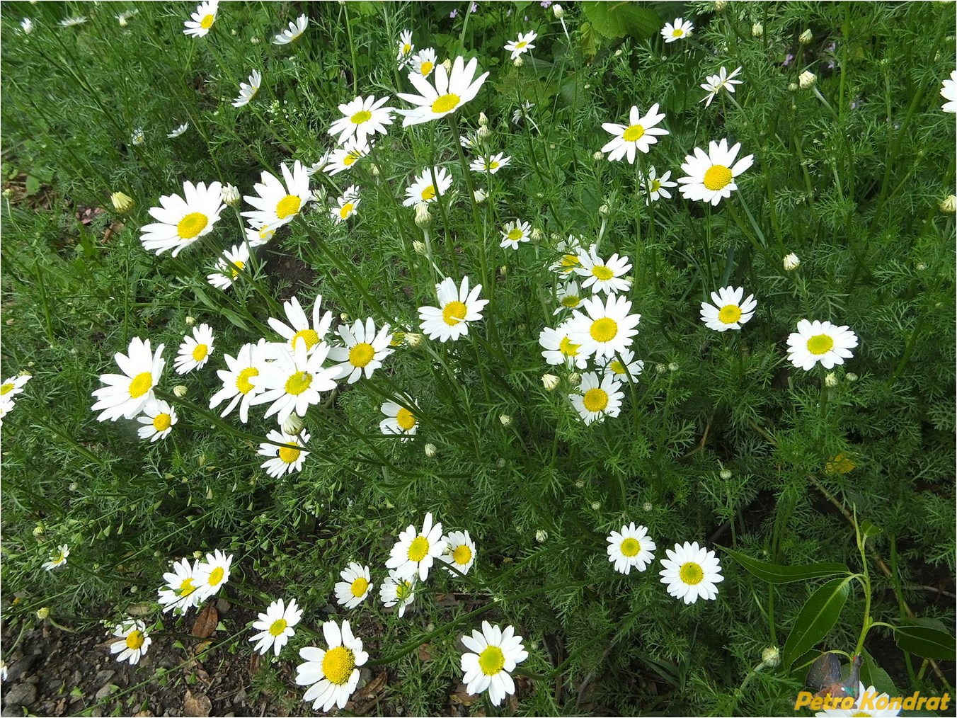 Изображение особи Anthemis cotula.