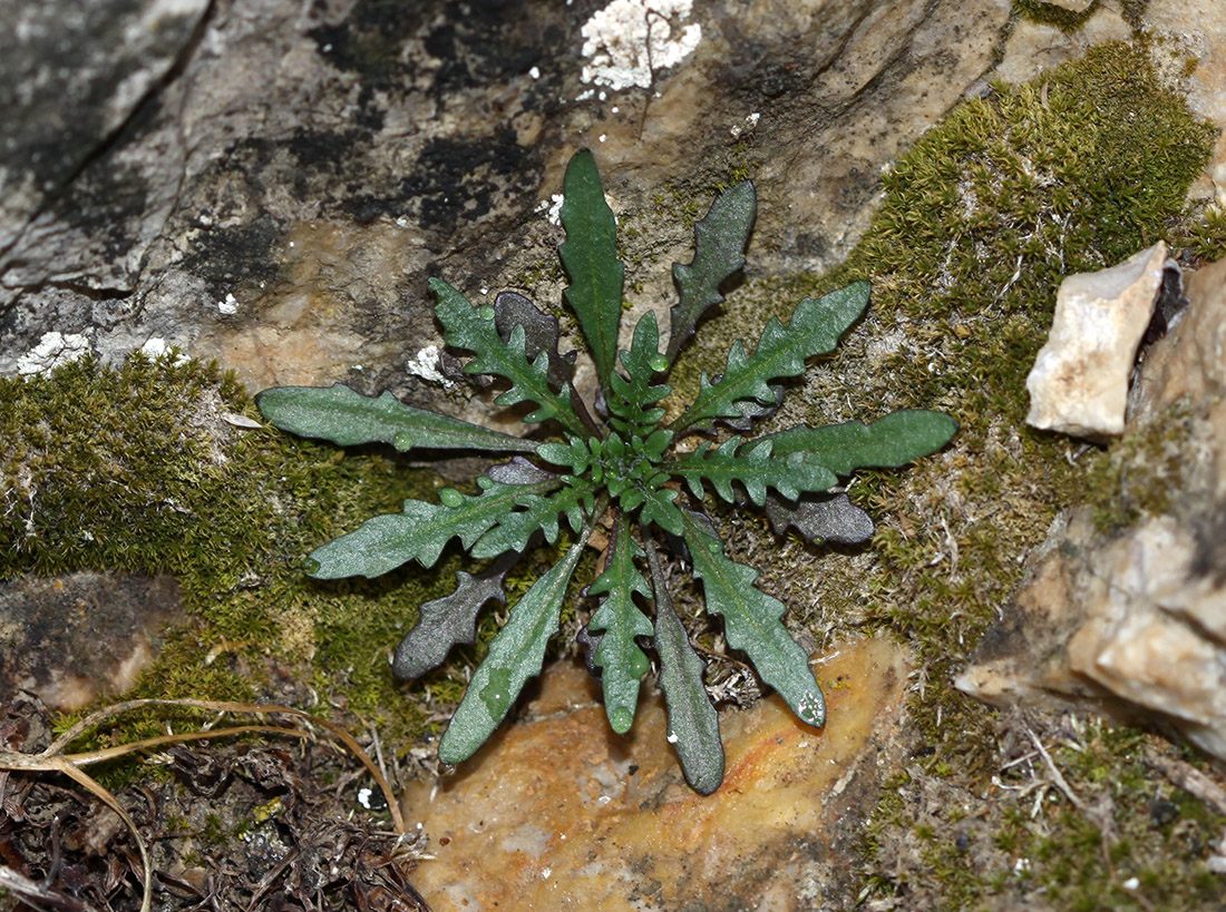 Изображение особи Braya humilis.