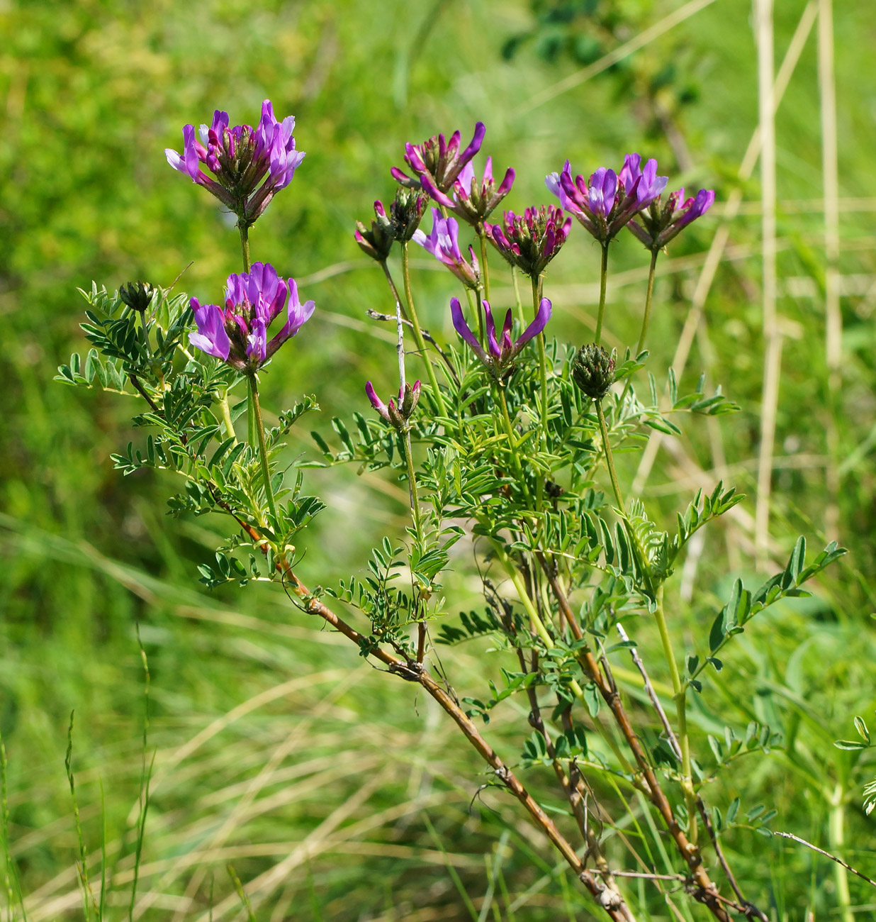 Image of Astragalus austroaltaicus specimen.