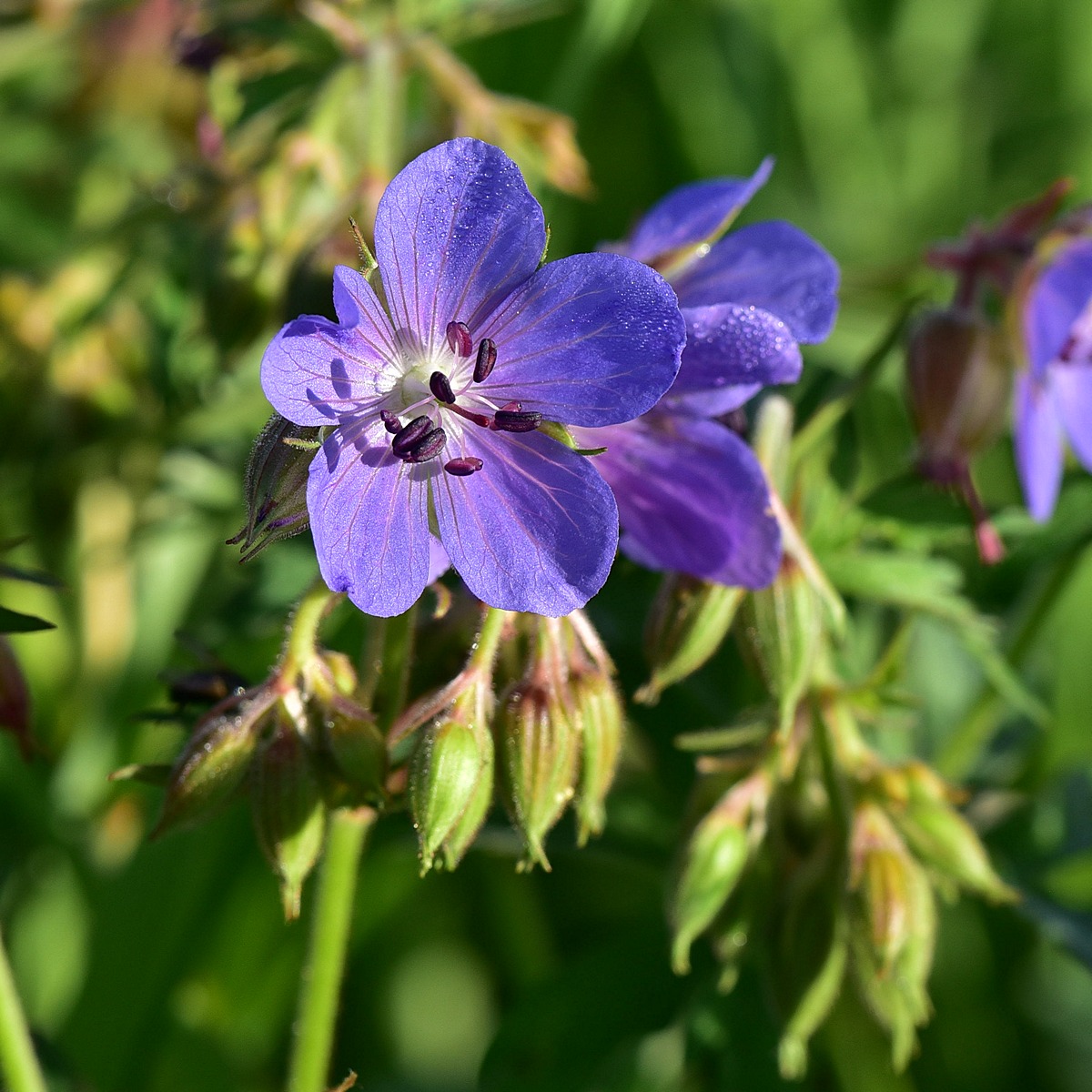 Image of Geranium pratense specimen.