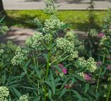 род Thalictrum. Верхушка цветущего растения. Пермь, Свердловский р-н, в городском озеленении. 27 июля 2018 г.