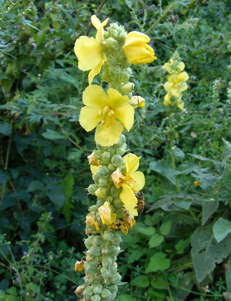 Image of Verbascum densiflorum specimen.