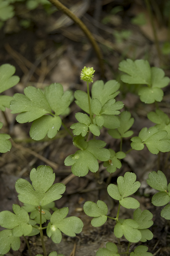 Изображение особи Adoxa moschatellina.