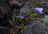 Campanula lasiocarpa