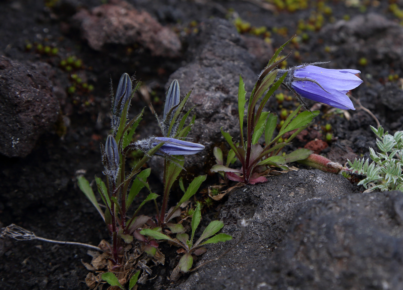 Изображение особи Campanula lasiocarpa.