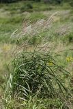 Miscanthus sacchariflorus