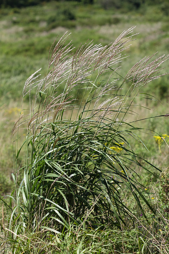 Изображение особи Miscanthus sacchariflorus.