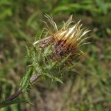 Carlina vulgaris. Соцветие (вид со стороны обёртки). Нидерланды, провинция Limburg, окр. деревни Wahlwiller, южный склон холма Kruisberg, сенокосный луг. 17 августа 2013 г.