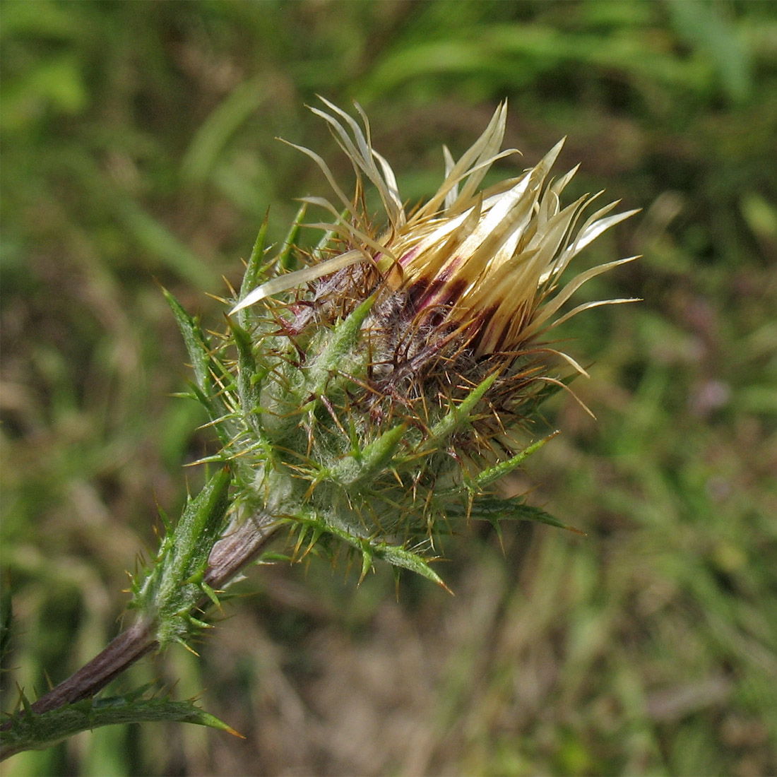 Image of Carlina vulgaris specimen.