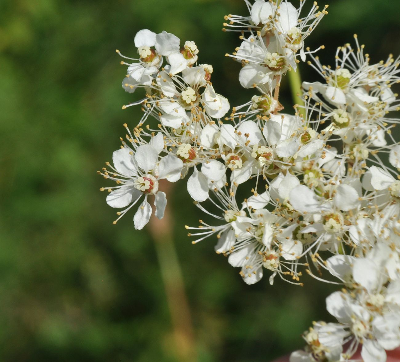 Image of Filipendula ulmaria specimen.