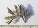 Onosma polyphylla