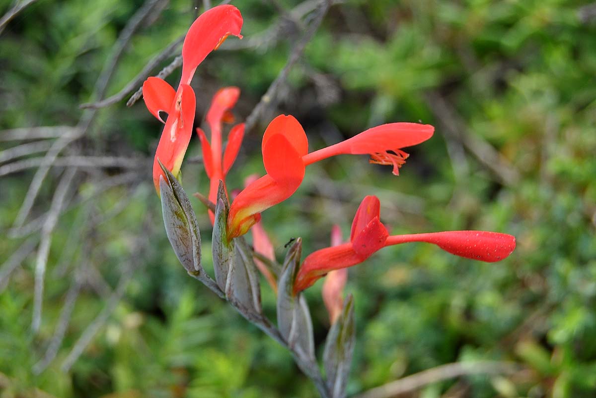 Image of Gladiolus splendens specimen.